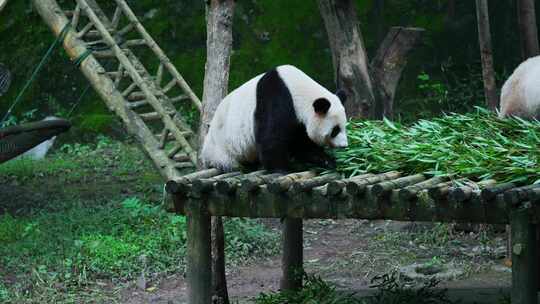 多只熊猫吃竹子