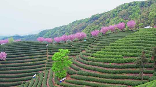 杭州富阳拔山春天樱花茶园风景航拍