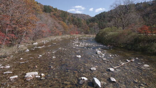 韩国五台山秋景 枫树林溪水 摇