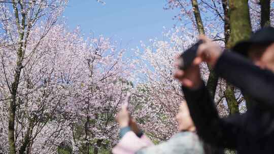 樱花春天樱花开放