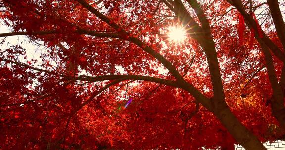秋天阳光穿过树叶 唯美红叶红枫光影