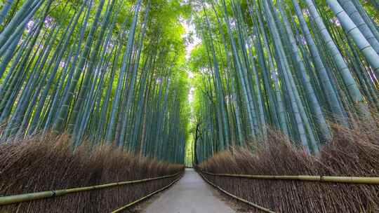 高耸的竹林 林道