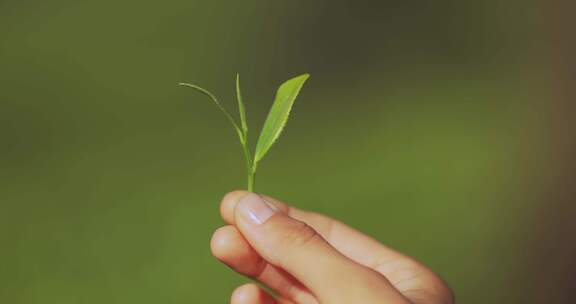 特写采茶春茶叶嫩芽绿茶龙井大自然生态