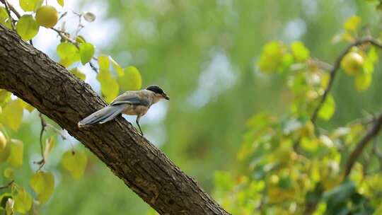 树枝上栖息的小鸟