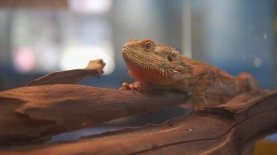 蜥蜴趴在木头上的特写素材
