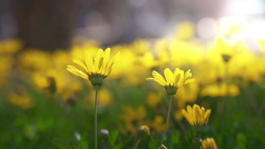 春天阳光下盛开的黄金菊