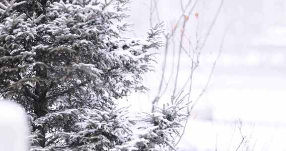 冬天大雪中的松树特写镜头