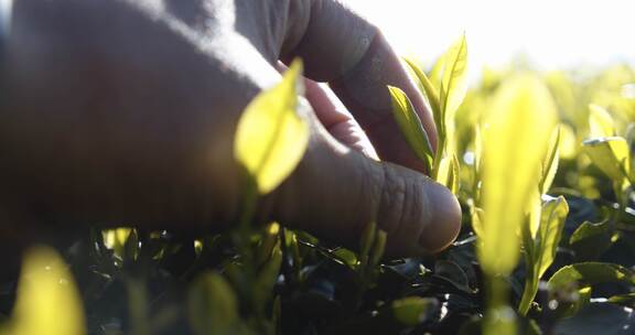 采刚发芽的茶叶嫩芽