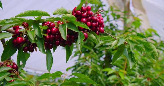 Cherrys，叶子，树枝