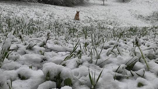 小狗在雪地上奔跑