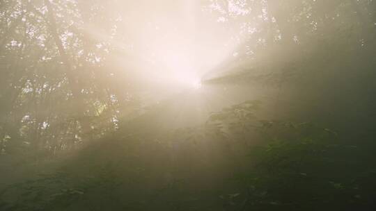 强烈的光线穿过树林