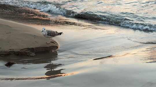 海边沙滩上站立的海鸥