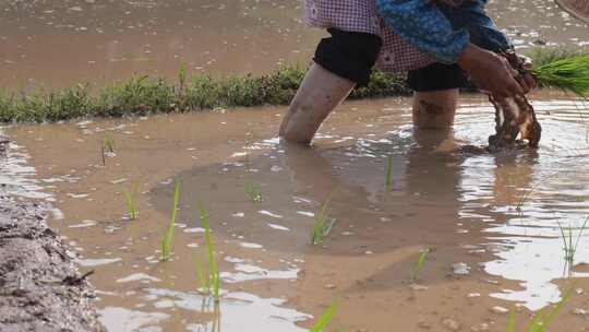 农民在水田中弯腰插秧的场景