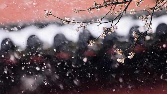 冬日雪梅白雪墙角枝头红梅盛开故宫雪景冬天