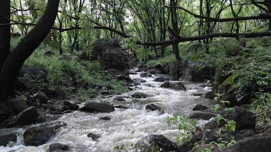 森林中 山泉小溪水