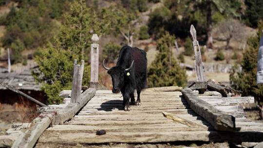 西藏牦牛视频素材模板下载