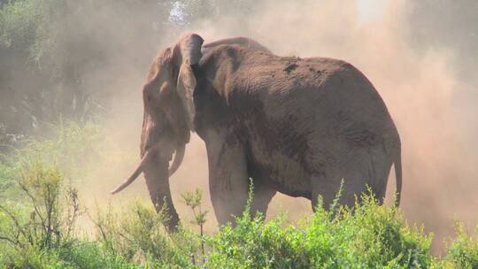 非洲象用鼻子玩灰
