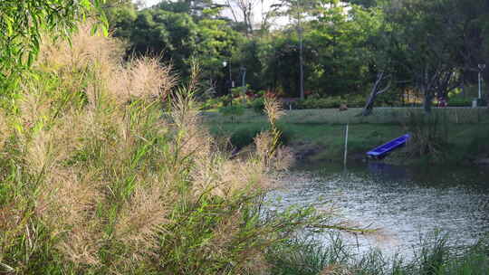 芦苇 狗尾巴草 芦花 阳光 空镜 实拍