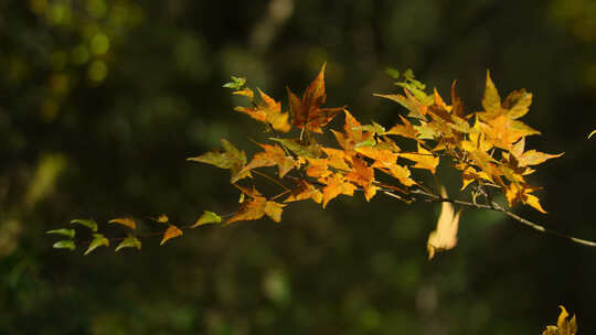 秋天到来树叶飘落视频素材模板下载