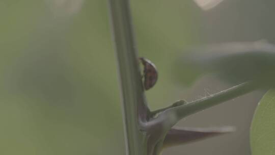 自然大自然绿色七星瓢虫昆虫log未调色