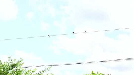 电线杆上的燕子实拍