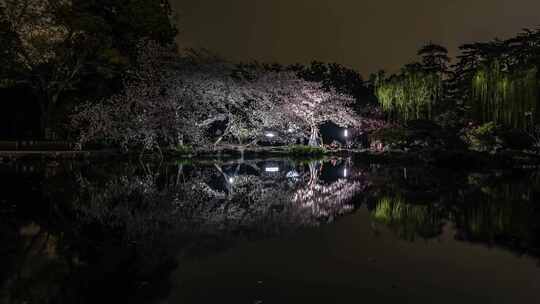 杭州西湖 花港观鱼 春天 夜樱 延时