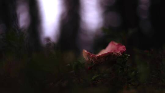 森林中各类蘑菇菌类浆果视频素材模板下载