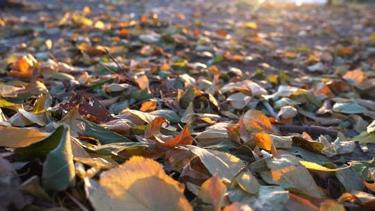 秋天阳光下的唯美落叶空镜