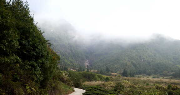 山区林木