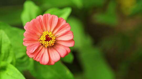 花朵 鲜花 植物 花卉 实拍视频