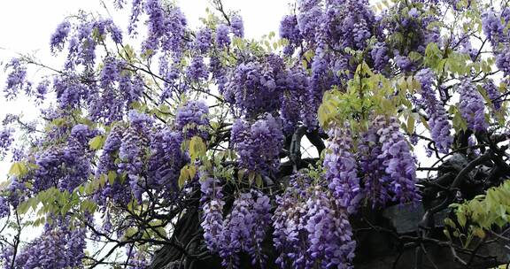 苏州网师园二百五十岁紫藤开花 紫色花海