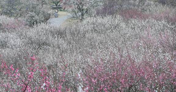 大面积盛开的梅花花海远景