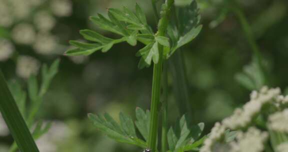 蚜虫，吃，瓢虫，虫子