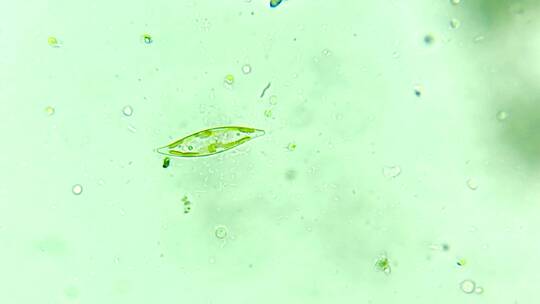 微生物硅藻细菌单细胞原生生物 3视频素材模板下载