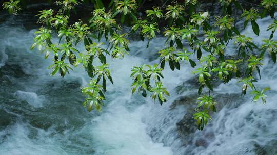 4K高清山区山泉水升格清澈流水降水