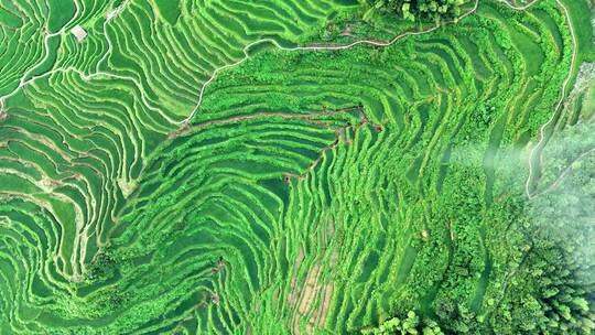 航拍丽水云和梯田日出云海风景美如画