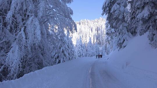 在积雪覆盖的 深山森林 旅游探险的爱好者