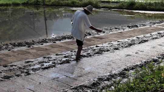 农民撒播水稻种子春天立春雨水芒种小满稻谷