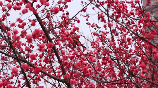 春天红梅花盛开鸟儿在红梅枝头