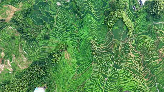 航拍丽水云和梯田日出云海风景美如画视频素材模板下载