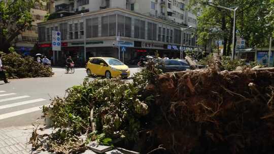 城市街道交通 大树坍塌在路边