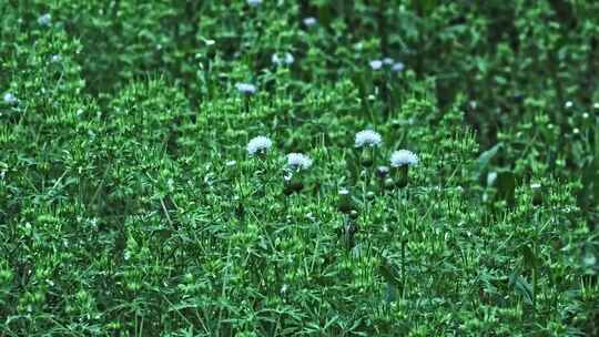 4K下雨天雨中的刺儿菜