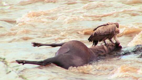 秃鹫在河里吃牛羚的尸体
