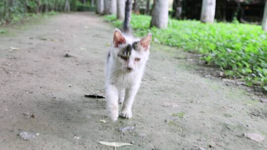 野外流浪猫奔跑慢动作素材
