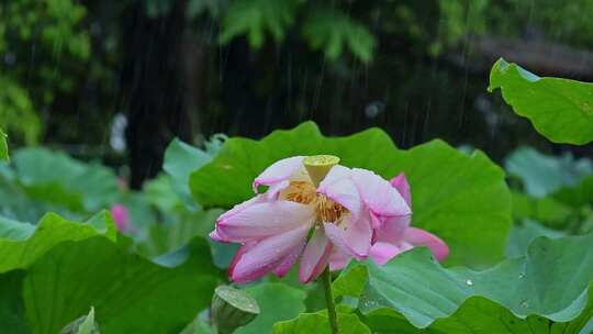 夏天荷塘荷花荷叶雨水雨滴雨景