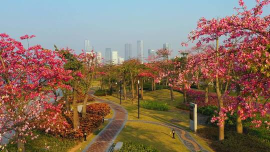 横琴花海长廊9