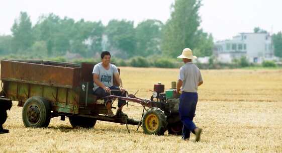 秋收农业收割小麦田野农民拖拉机稻田