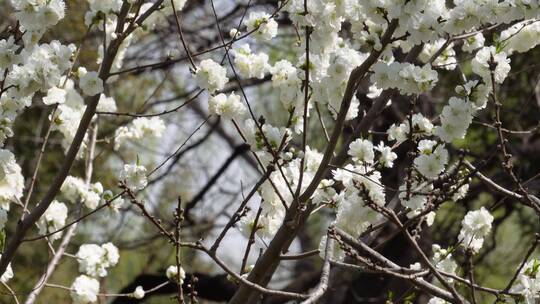 【镜头合集】白色梅花腊梅鲜花花朵