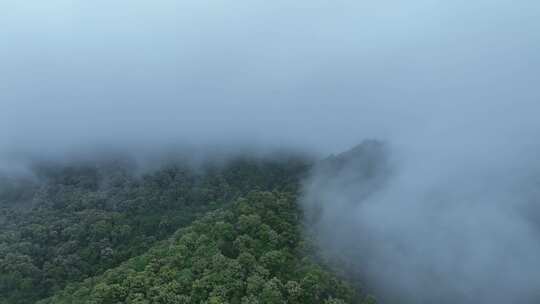森林云雾森林云海树林航拍森林雨天森林氧吧
