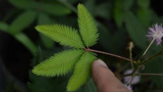 含羞草(沉睡植物)用手抓